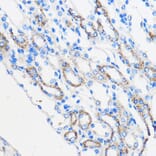 Immunohistochemistry - Anti-Chemerin Antibody (A15453) - Antibodies.com