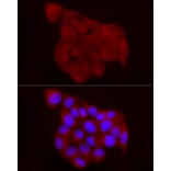 Immunofluorescence - Anti-Chemerin Antibody (A15453) - Antibodies.com