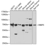 Western Blot - Anti-RbBP5 Antibody (A15454) - Antibodies.com