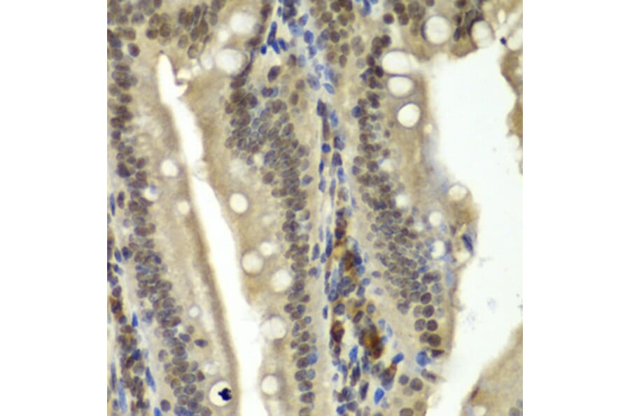 Immunohistochemistry - Anti-RbBP5 Antibody (A15454) - Antibodies.com