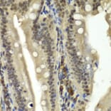 Immunohistochemistry - Anti-RbBP5 Antibody (A15454) - Antibodies.com