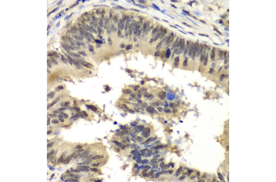 Immunohistochemistry - Anti-RbBP5 Antibody (A15454) - Antibodies.com