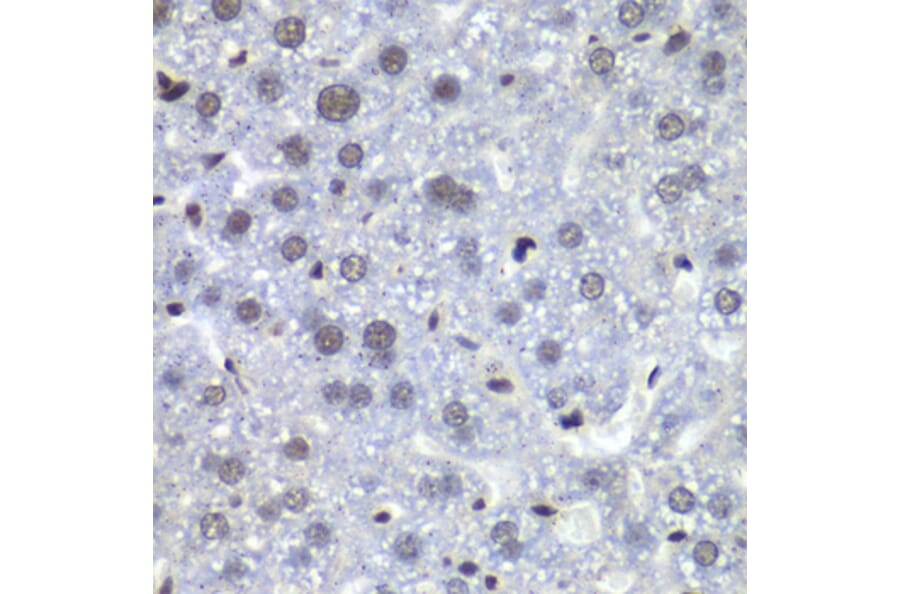 Immunohistochemistry - Anti-RbBP5 Antibody (A15454) - Antibodies.com