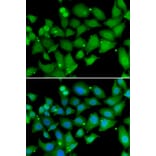Immunofluorescence - Anti-RBBP7 Antibody (A6967) - Antibodies.com