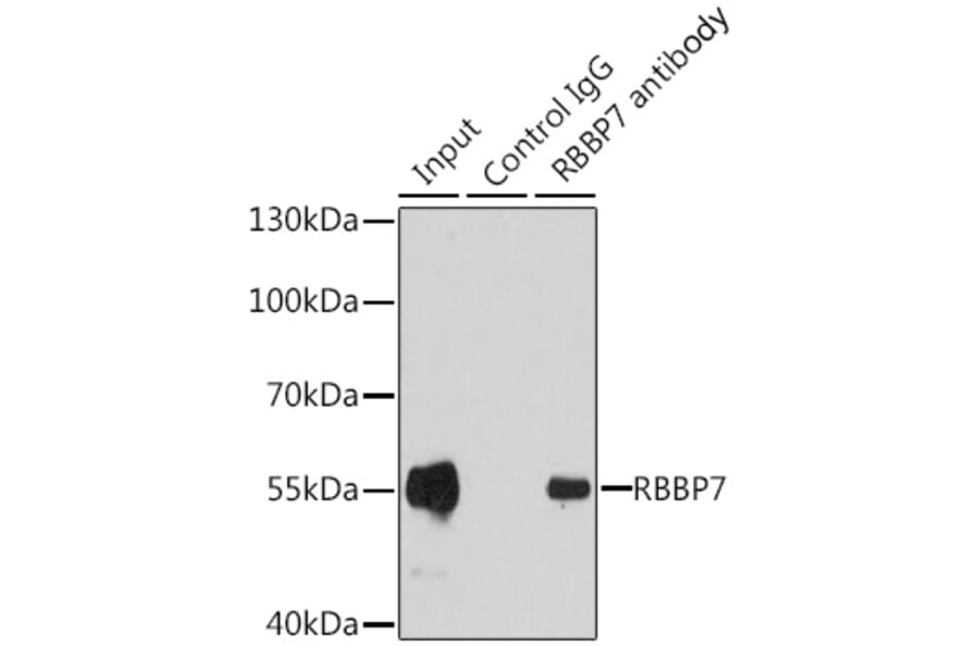 Immunoprecipitation - Anti-RBBP7 Antibody (A6967) - Antibodies.com