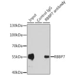 Immunoprecipitation - Anti-RBBP7 Antibody (A6967) - Antibodies.com