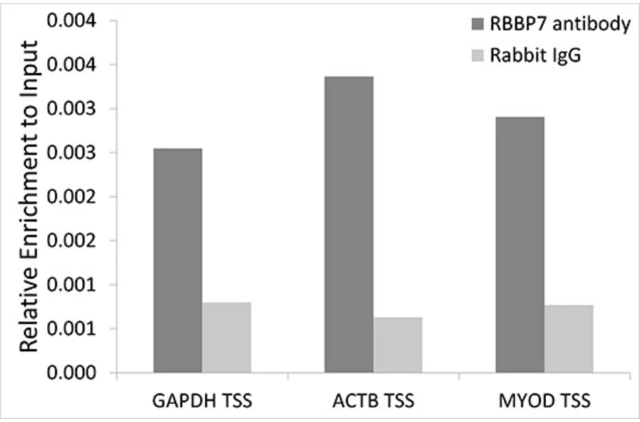 Chromatin Immunoprecipitation - Anti-RBBP7 Antibody (A6967) - Antibodies.com