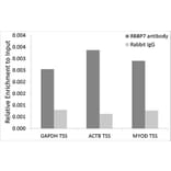 Chromatin Immunoprecipitation - Anti-RBBP7 Antibody (A6967) - Antibodies.com