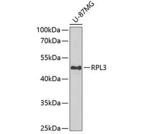 Western Blot - Anti-RPL3 Antibody (A15457) - Antibodies.com
