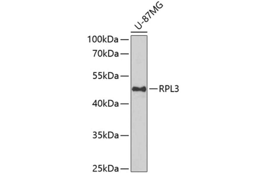 Western Blot - Anti-RPL3 Antibody (A15457) - Antibodies.com