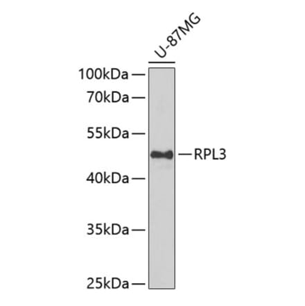 Western Blot - Anti-RPL3 Antibody (A15457) - Antibodies.com