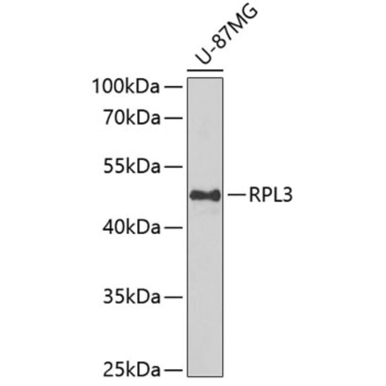 Western Blot - Anti-RPL3 Antibody (A15457) - Antibodies.com