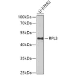 Western Blot - Anti-RPL3 Antibody (A15457) - Antibodies.com