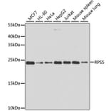 Western Blot - Anti-RPS5 Antibody (A15458) - Antibodies.com