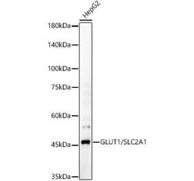 Western Blot - Anti-Glucose Transporter GLUT1 Antibody (A15463) - Antibodies.com