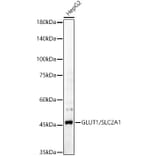 Western Blot - Anti-Glucose Transporter GLUT1 Antibody (A15463) - Antibodies.com