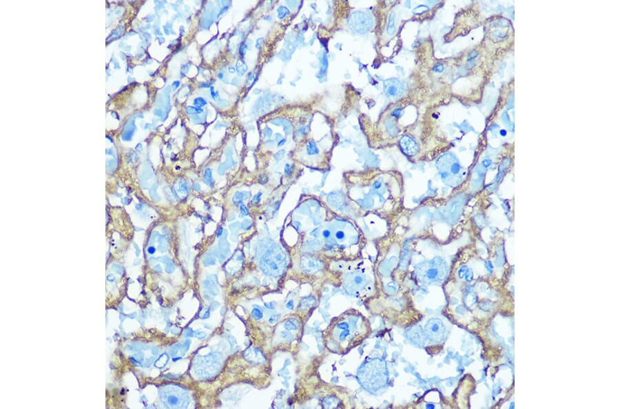 Immunohistochemistry - Anti-Glucose Transporter GLUT1 Antibody (A15463) - Antibodies.com