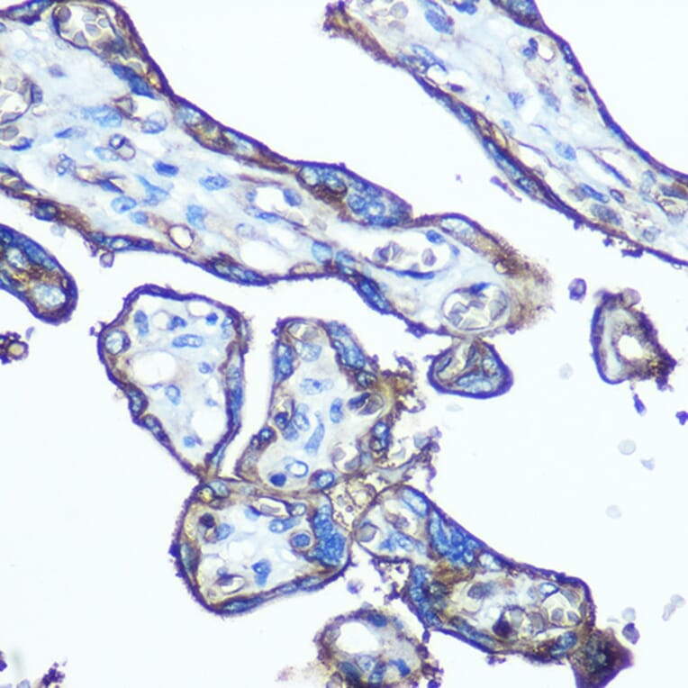 Immunohistochemistry - Anti-Glucose Transporter GLUT1 Antibody (A15463) - Antibodies.com