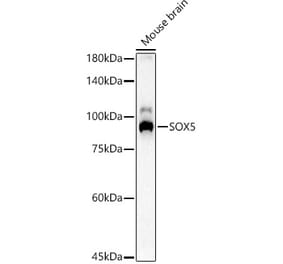 Western Blot - Anti-SOX5 Antibody (A15465) - Antibodies.com