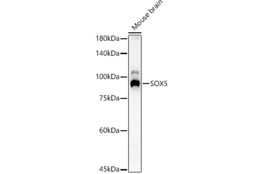 Western Blot - Anti-SOX5 Antibody (A15465) - Antibodies.com