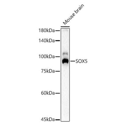 Western Blot - Anti-SOX5 Antibody (A15465) - Antibodies.com