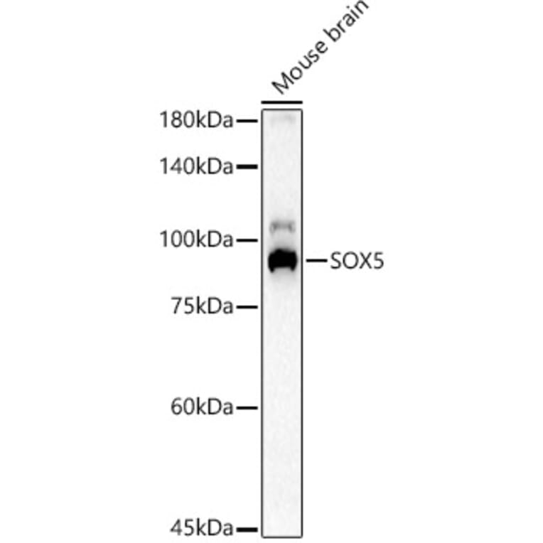 Western Blot - Anti-SOX5 Antibody (A15465) - Antibodies.com