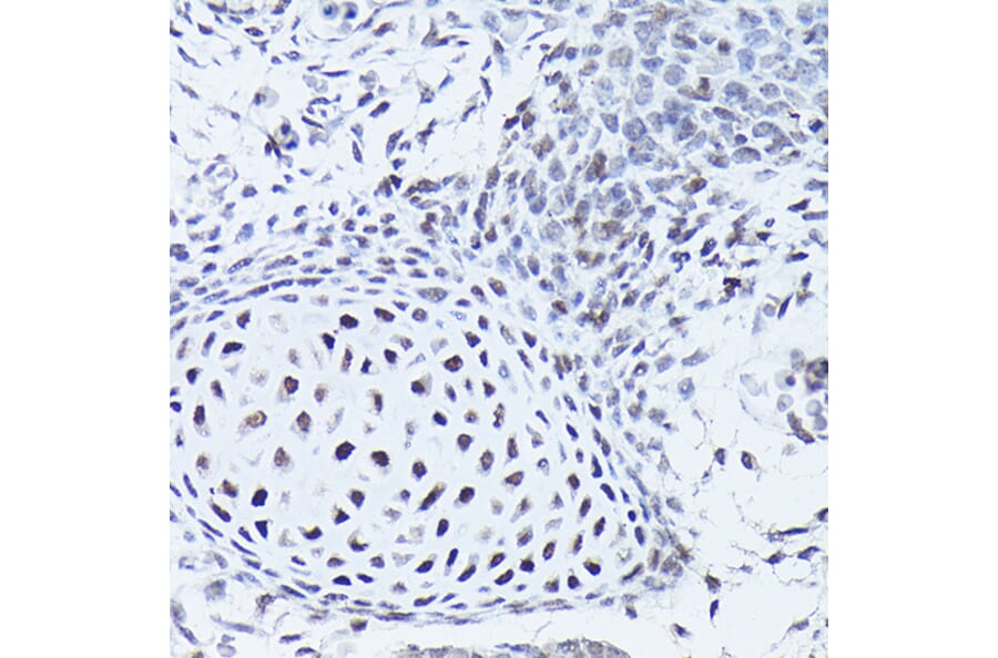 Immunohistochemistry - Anti-SOX5 Antibody (A15465) - Antibodies.com