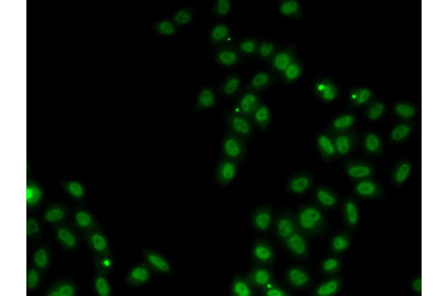 Immunofluorescence - Anti-SOX5 Antibody (A15465) - Antibodies.com