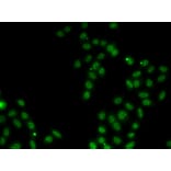 Immunofluorescence - Anti-SOX5 Antibody (A15465) - Antibodies.com