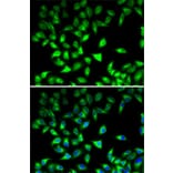 Immunofluorescence - Anti-STAT4 Antibody (A15468) - Antibodies.com