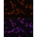 Immunofluorescence - Anti-STK3/MST-2 Antibody (A15469) - Antibodies.com