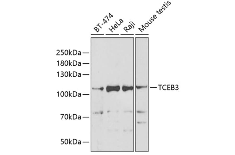 Western Blot - Anti-Elongin-A Antibody (A15471) - Antibodies.com