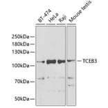 Western Blot - Anti-Elongin-A Antibody (A15471) - Antibodies.com
