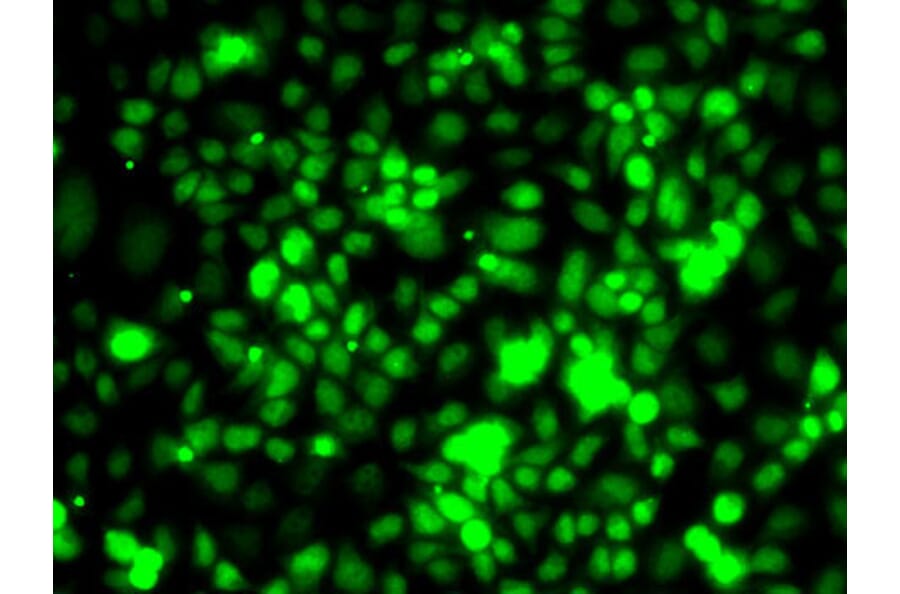Immunofluorescence - Anti-Elongin-A Antibody (A15471) - Antibodies.com