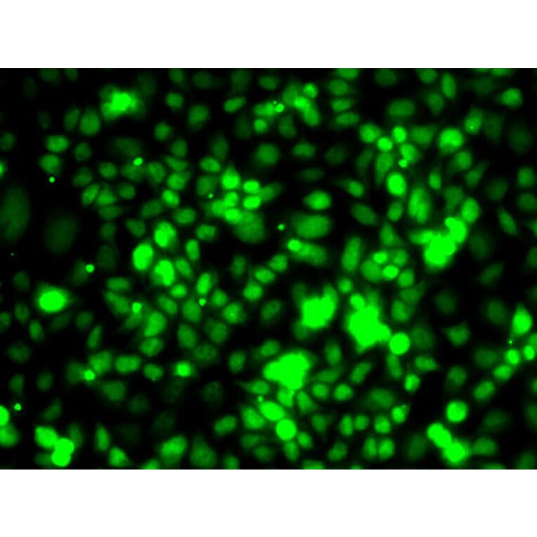 Immunofluorescence - Anti-Elongin-A Antibody (A15471) - Antibodies.com
