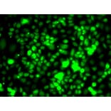 Immunofluorescence - Anti-Elongin-A Antibody (A15471) - Antibodies.com