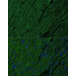 Immunofluorescence - Anti-Cardiac Troponin I Antibody (A15472) - Antibodies.com