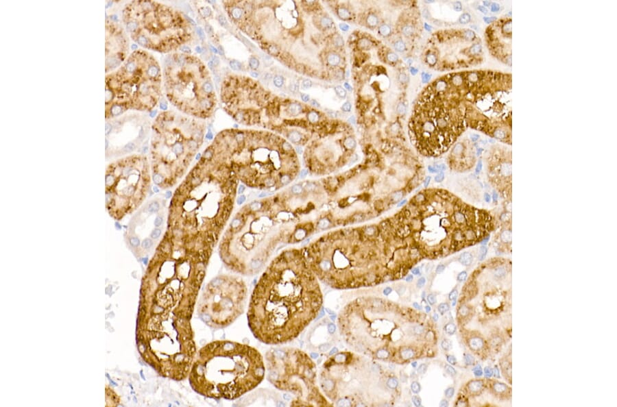 Immunohistochemistry - Anti-Tryptophan rich protein Antibody (A15476) - Antibodies.com