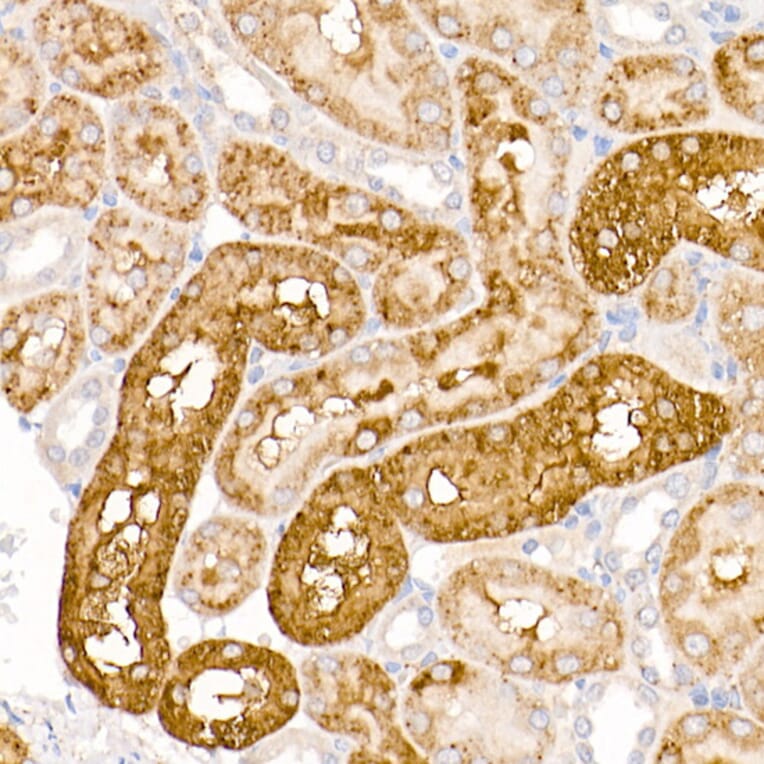 Immunohistochemistry - Anti-Tryptophan rich protein Antibody (A15476) - Antibodies.com