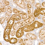 Immunohistochemistry - Anti-Tryptophan rich protein Antibody (A15476) - Antibodies.com