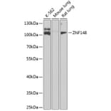 Western Blot - Anti-ZNF148 Antibody (A15477) - Antibodies.com