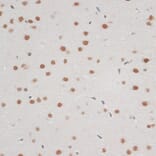Immunohistochemistry - Anti-ZNF148 Antibody (A15477) - Antibodies.com
