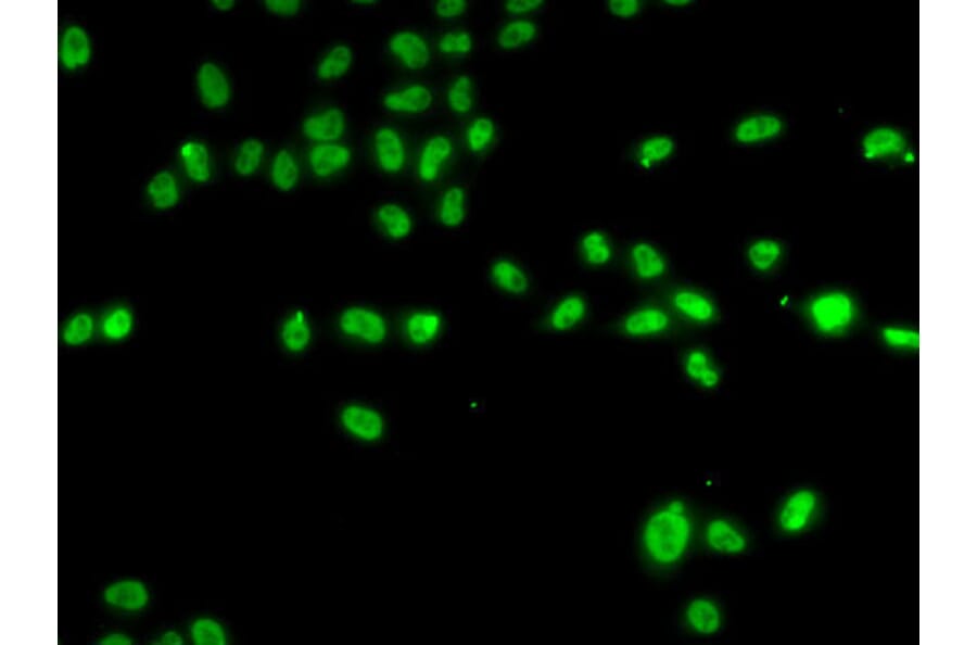 Immunofluorescence - Anti-ZNF148 Antibody (A15477) - Antibodies.com
