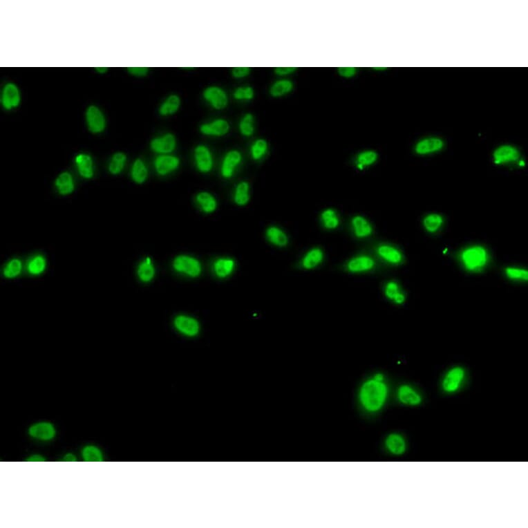 Immunofluorescence - Anti-ZNF148 Antibody (A15477) - Antibodies.com