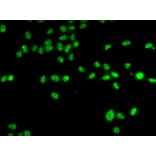 Immunofluorescence - Anti-ZNF148 Antibody (A15477) - Antibodies.com