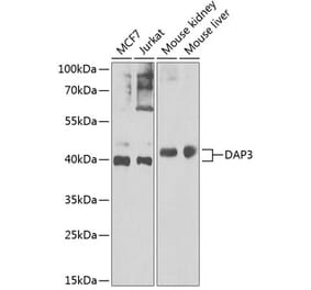 Western Blot - Anti-DAP3 Antibody (A15478) - Antibodies.com