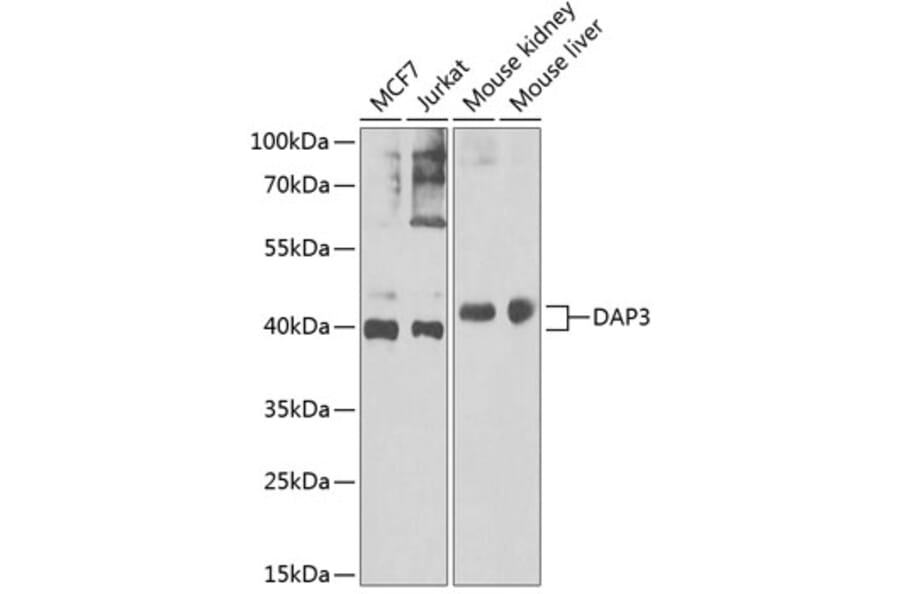 Western Blot - Anti-DAP3 Antibody (A15478) - Antibodies.com