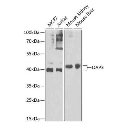 Western Blot - Anti-DAP3 Antibody (A15478) - Antibodies.com