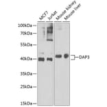 Western Blot - Anti-DAP3 Antibody (A15478) - Antibodies.com