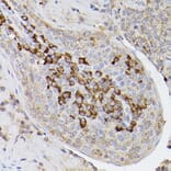 Immunohistochemistry - Anti-ARMET/ARP Antibody (A15479) - Antibodies.com